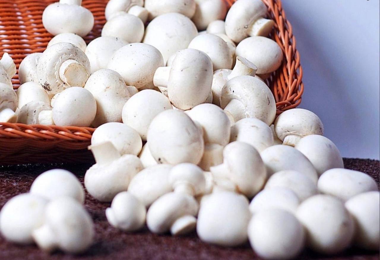 Huby predlžujú mladosť!